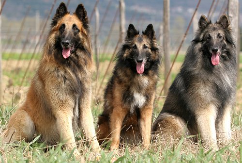 Level 4 Dog Breeds Memrise