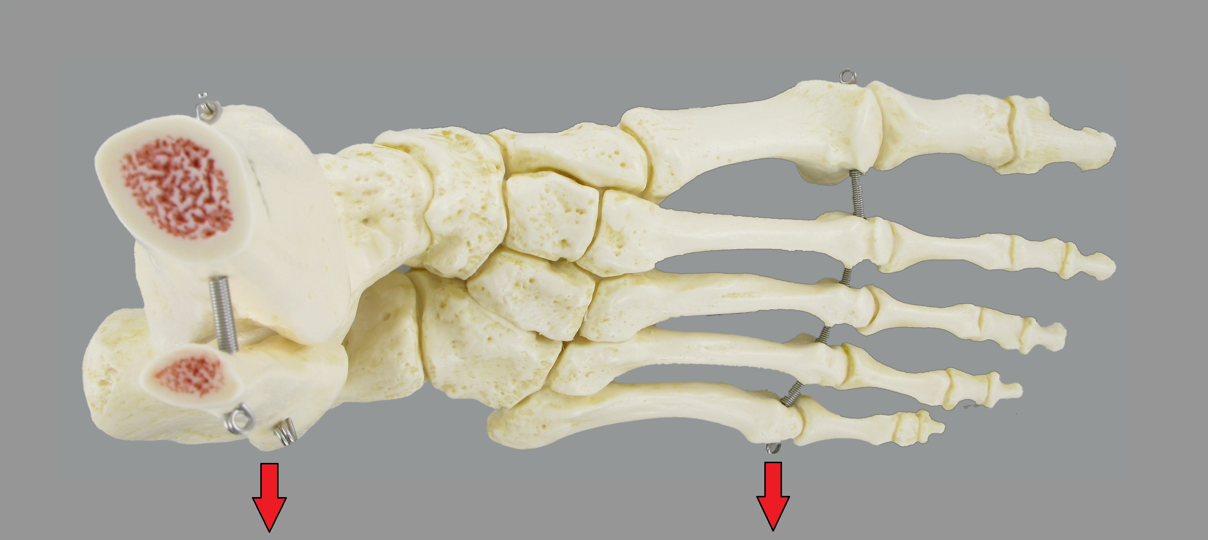 Level 2 Directions of the Foot Foot Anatomy Memrise