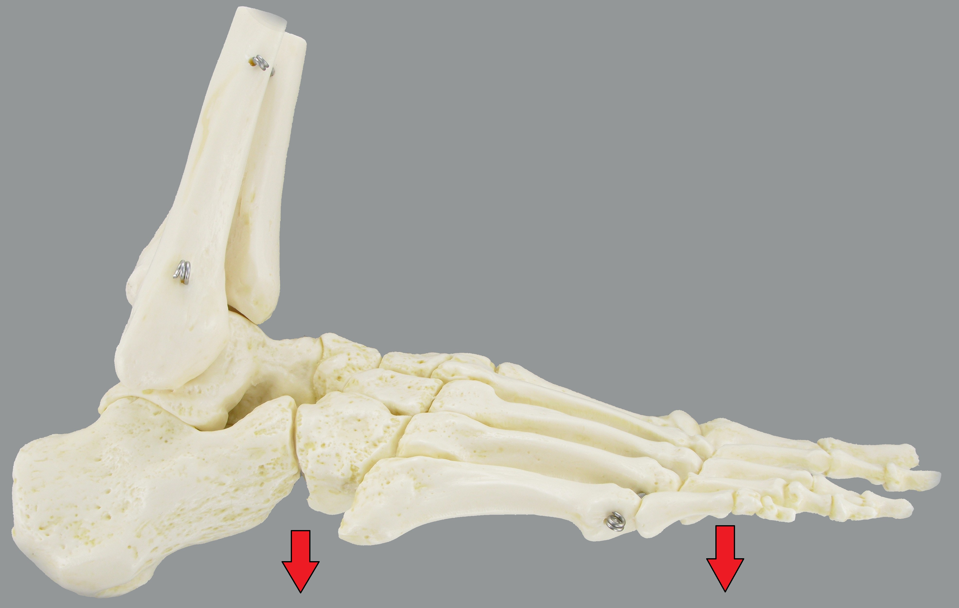 Level 2 - Directions of the Foot - Foot Anatomy - Memrise