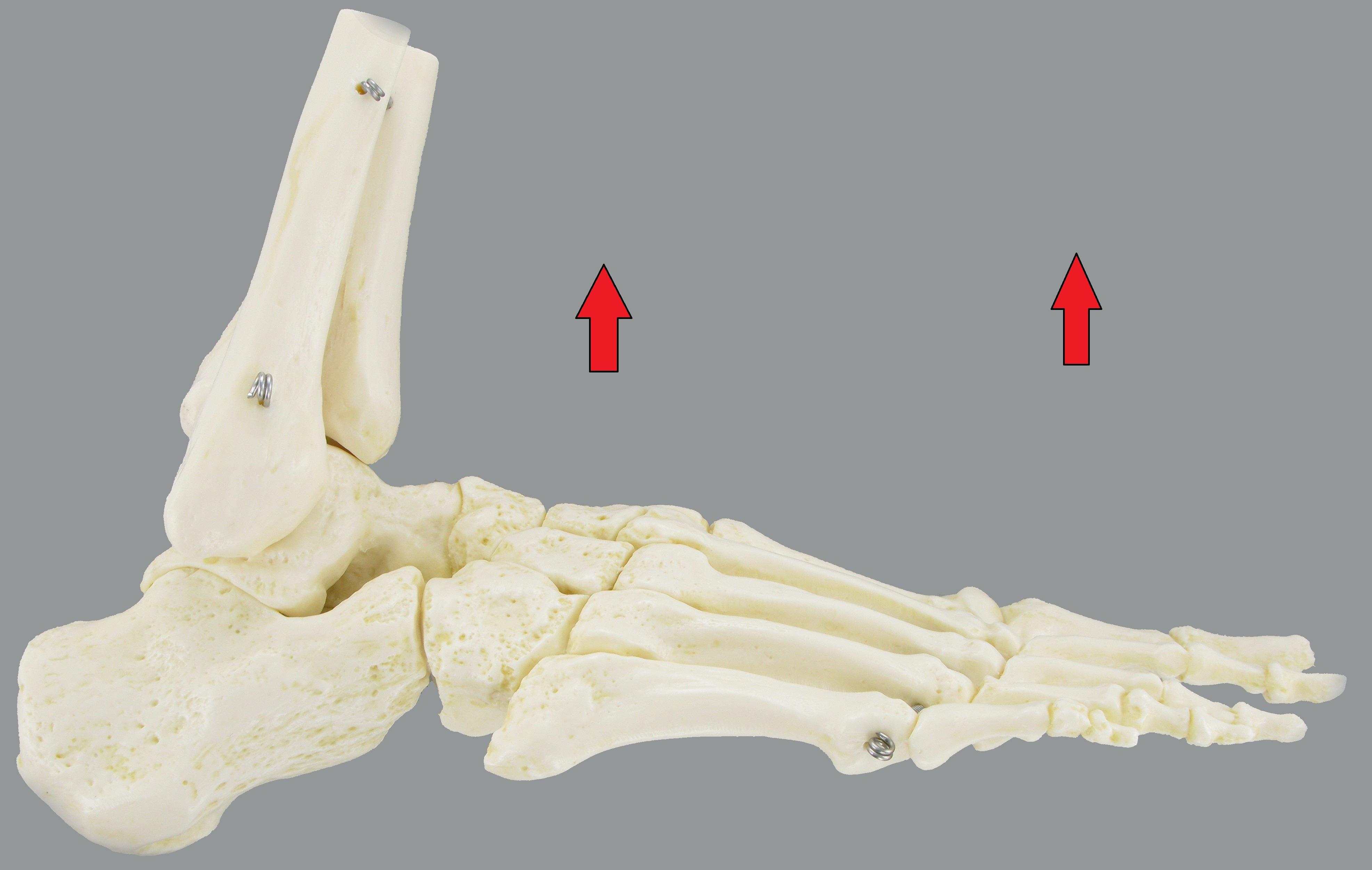 Level 2 Directions of the Foot Foot Anatomy Memrise