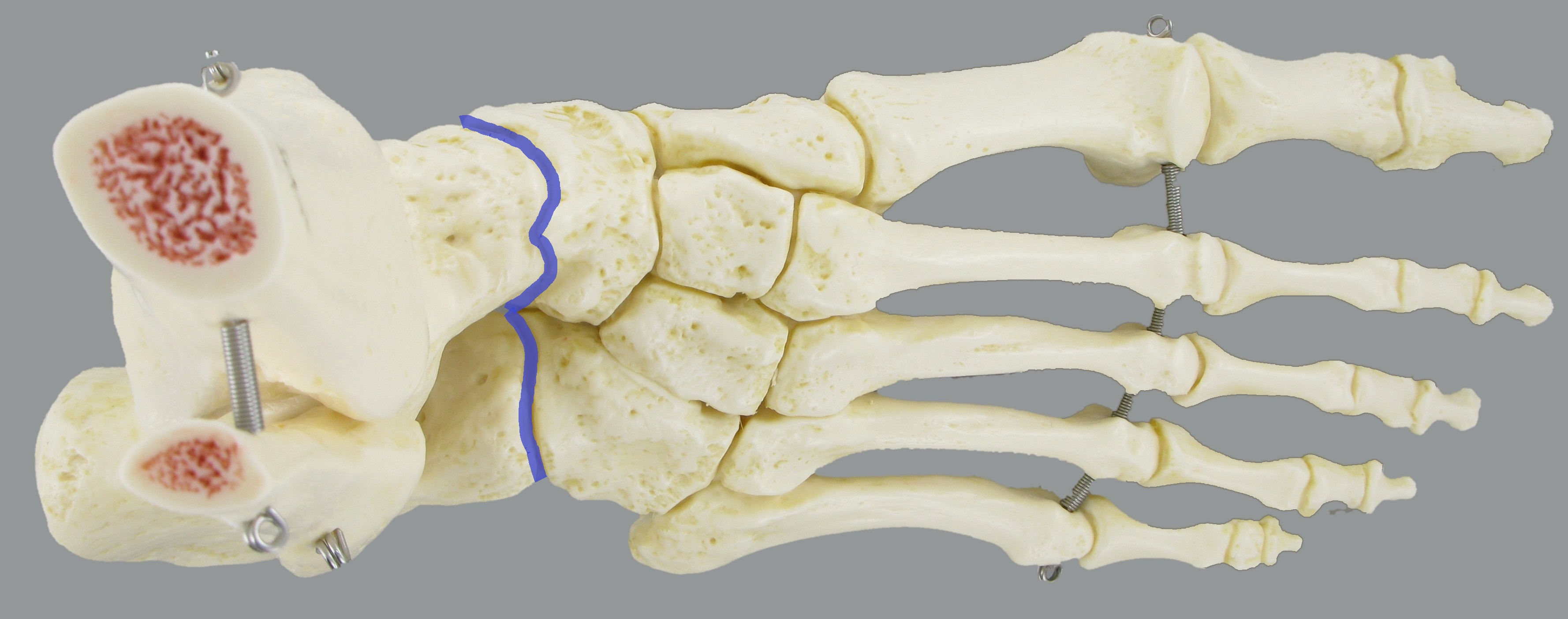 Level 4 Joints and Joint Lines Foot Anatomy Memrise