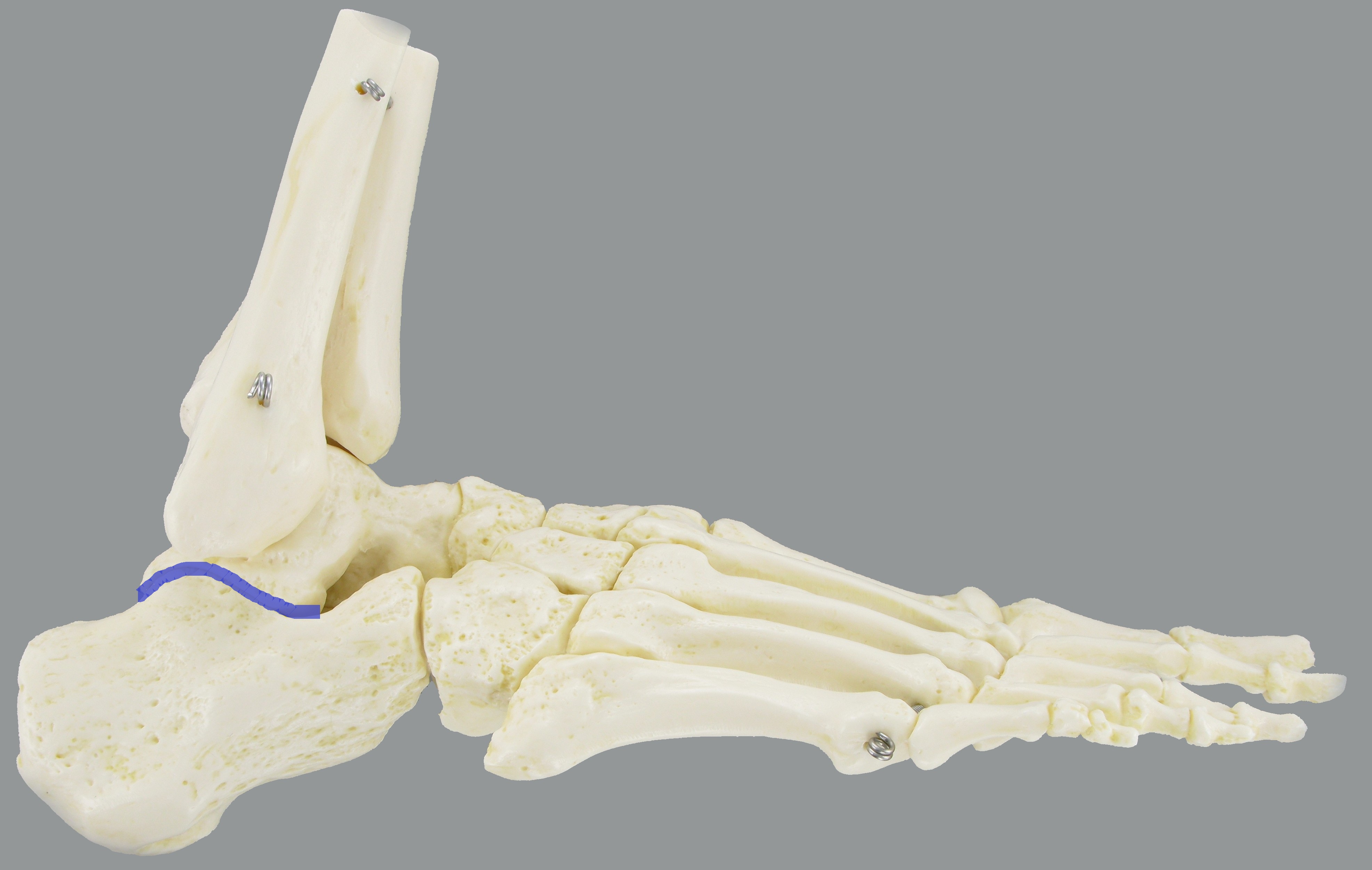 Level 4 - Joints and Joint Lines - Foot Anatomy - Memrise