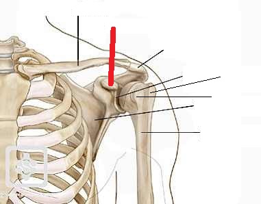 Level 4 - Bones of the Shoulder - Yoga Alignment - Memrise