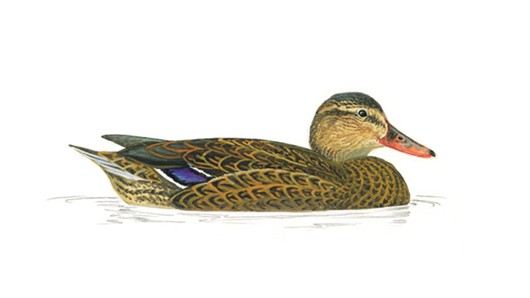 Level 10 Anatidae Wildfowl C Ducks British And European