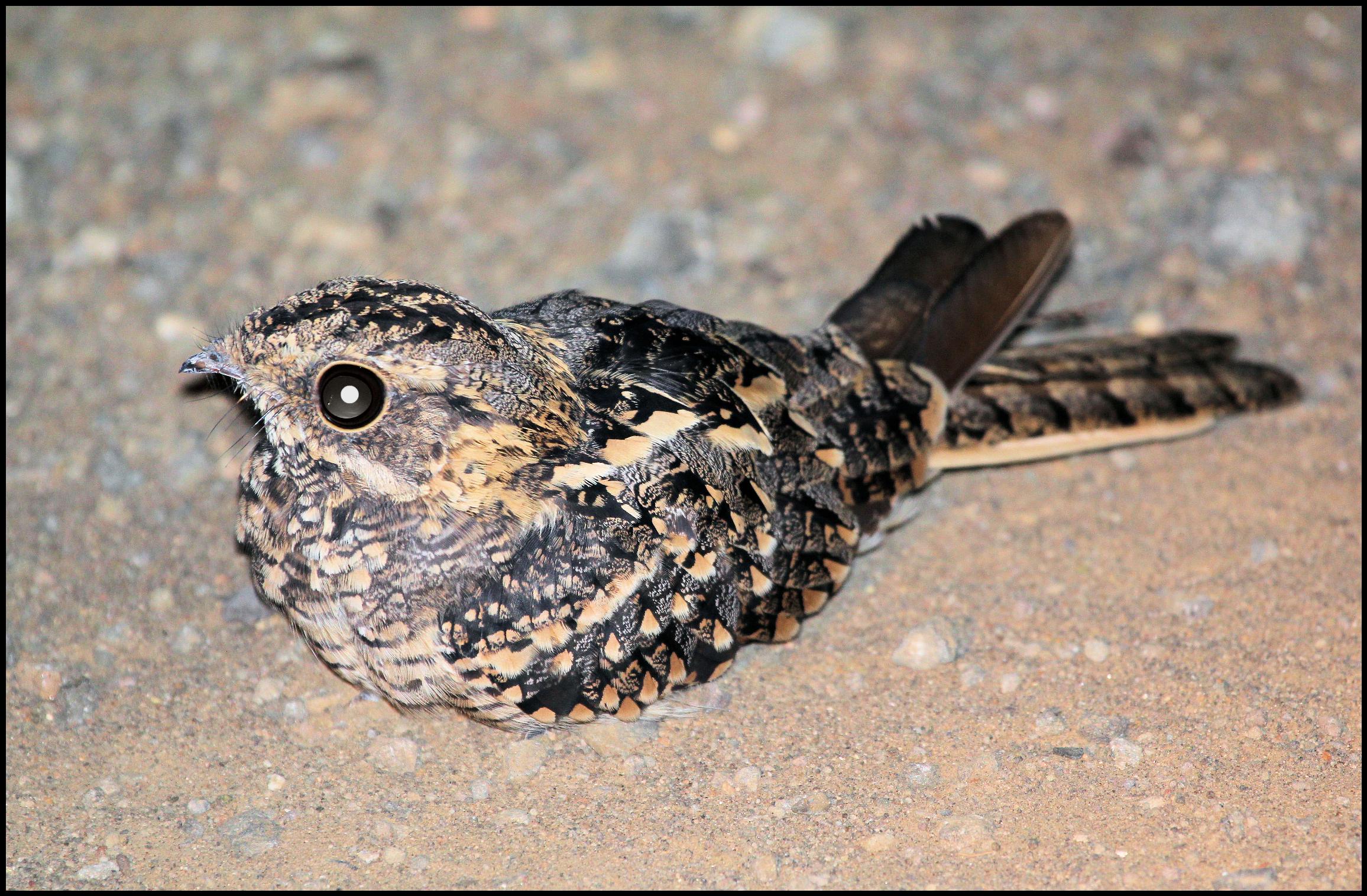 Level 9 Owls, Nightjars Birds of Southern Africa Memrise