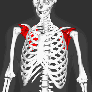 Level 2 - Torso & Arms - Human Body : Bones - Memrise