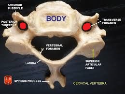 transverse process of cervical vertebrae