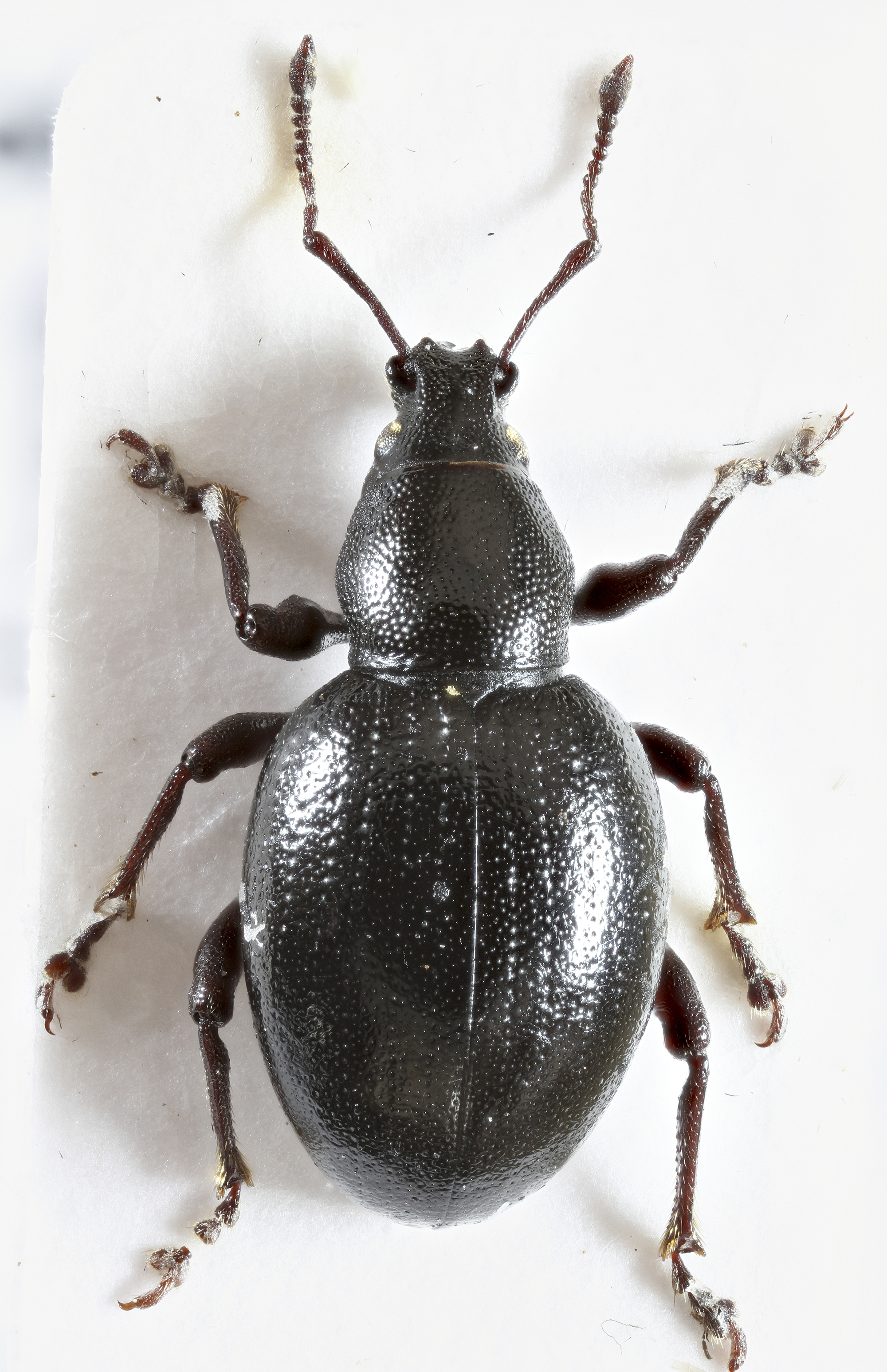The Sneaky Similarity!  Learn To Tell Click Beetles & Cockroaches Apart - 4vp4t0b