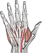 Level 5 - Muscles of the human body - Memrise