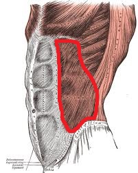 Level 6 - Muscles of the human body - Memrise