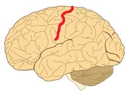 Level 2 - Human Neuroanatomy - Memrise