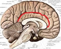 Level 2 - Human Neuroanatomy, - Memrise