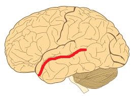 Level 2 - Human Neuroanatomy - Memrise