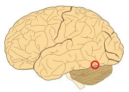 Level 2 - Human Neuroanatomy - Memrise