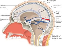 Level 3 - Human Neuroanatomy - Memrise