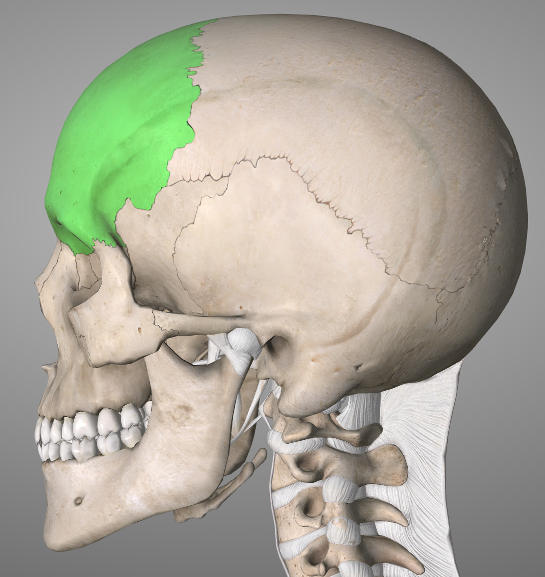 flat bones of the skull develop from