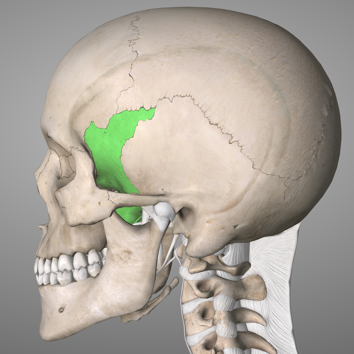 Level 1 - Principles - Bones of the Skull - MBChB Anatomy (Dundee ...