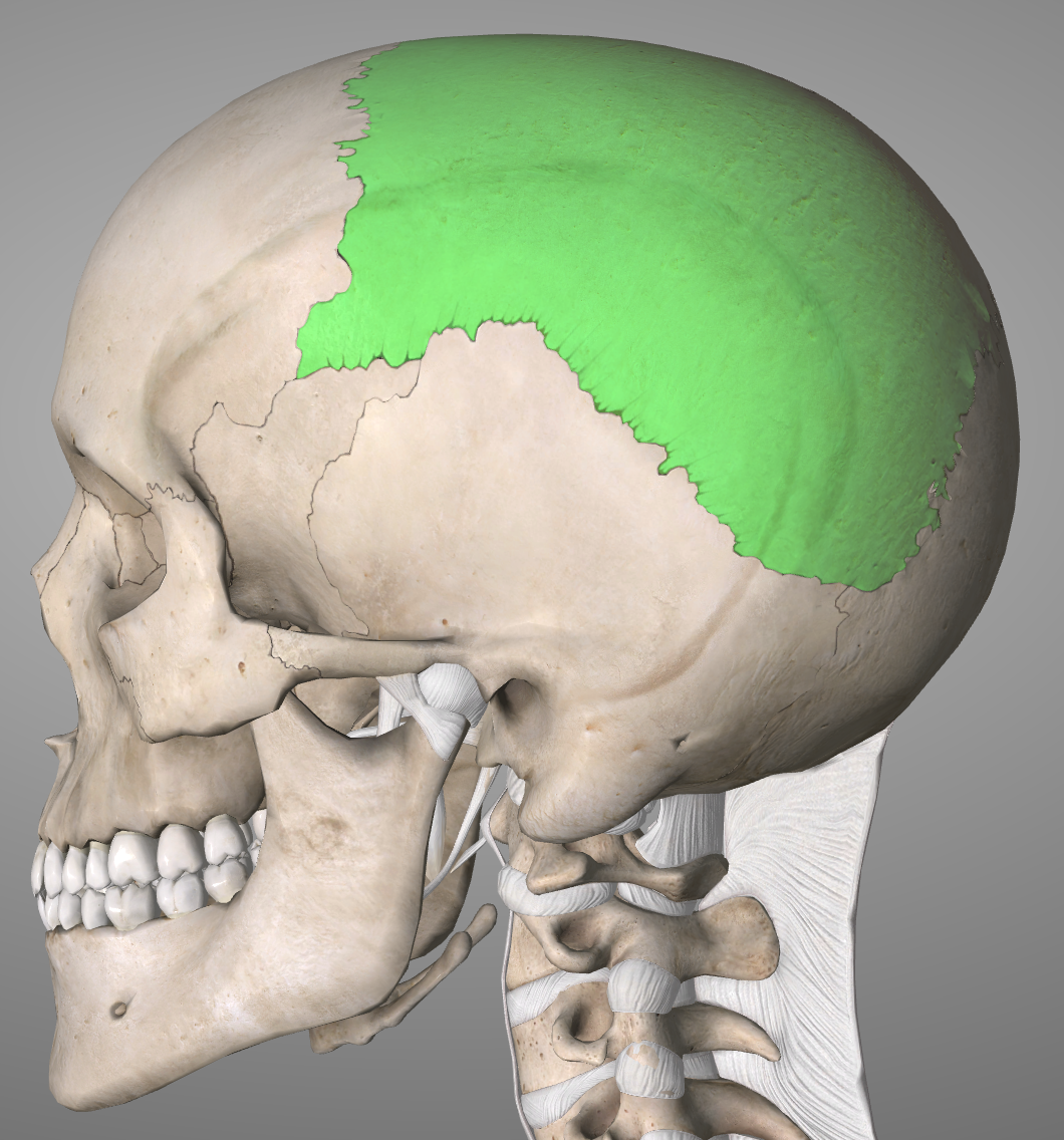 is the parietal bone a flat bone