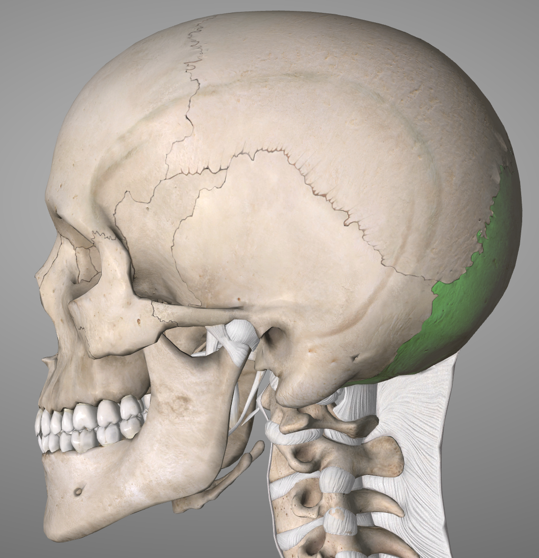 Level 1 - Principles - Bones of the Skull - MBChB Anatomy (Dundee ...