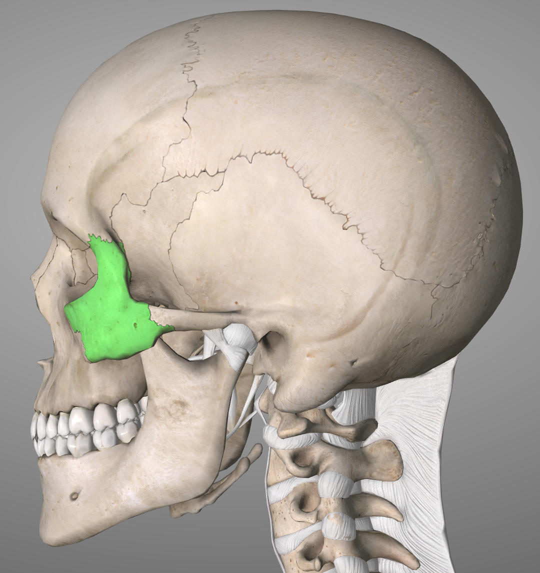 Level 1 - Principles - Bones of the Skull - MBChB Anatomy (Dundee