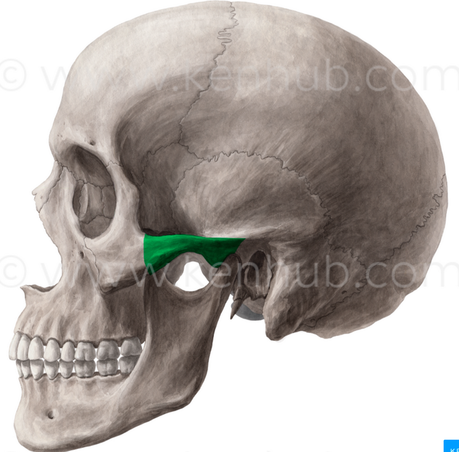 zygomatic arch 中文 zygoma Mercinel