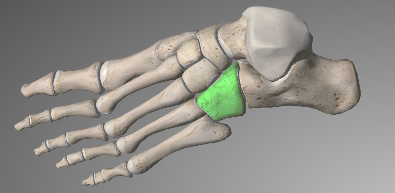 Level 3 Principles Bones of the Feet MBChB Anatomy (Dundee) Memrise