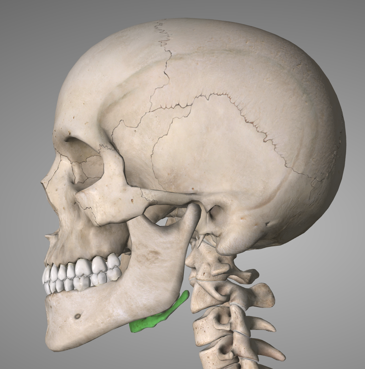 Level 1 - Principles - Bones of the Skull - MBChB Anatomy (Dundee