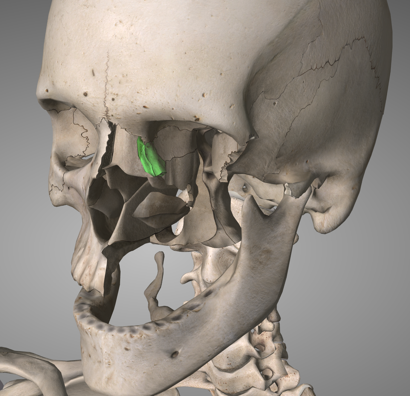 Lacrimal Bone Anatomy Function And Treatment - vrogue.co