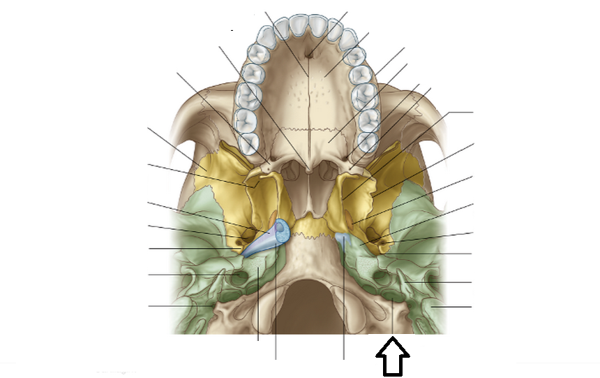 Level 2 Head and Neck Memrise