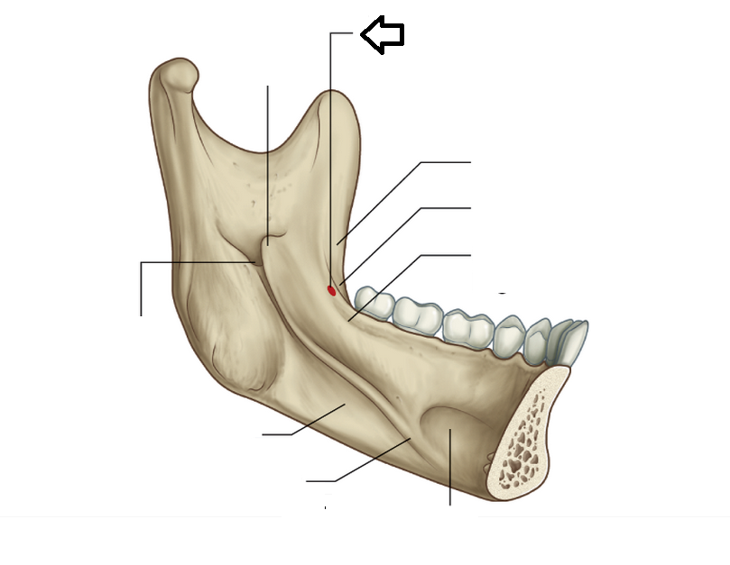 Level 2 - Head and Neck - Memrise