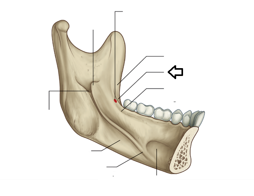 Level 2 - Head and Neck, - Memrise