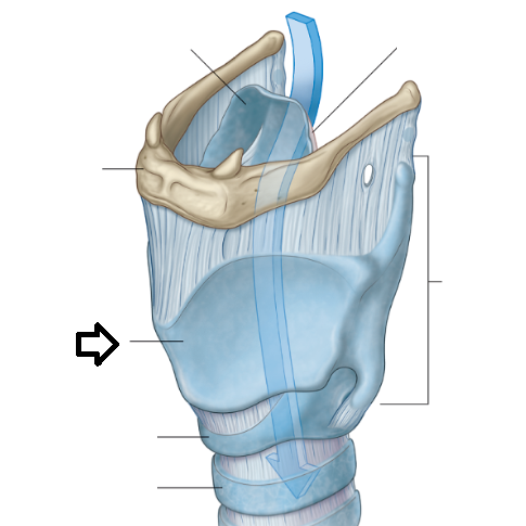 Level 2 - Head and Neck - Memrise