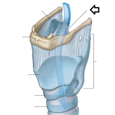 Level 2 - Head and Neck - Memrise