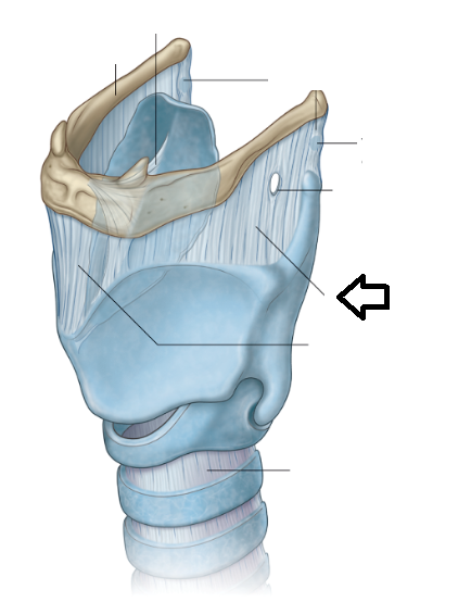 Level 2 - Head and Neck - Memrise