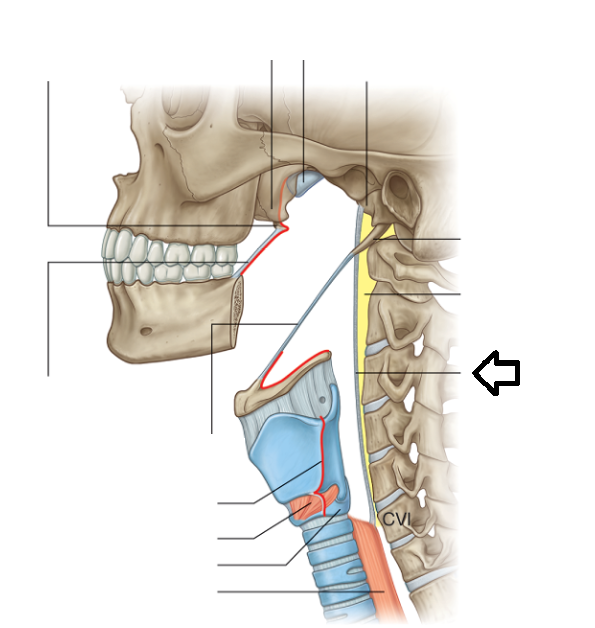 middle pharyngeal constrictor thyroud cartilage