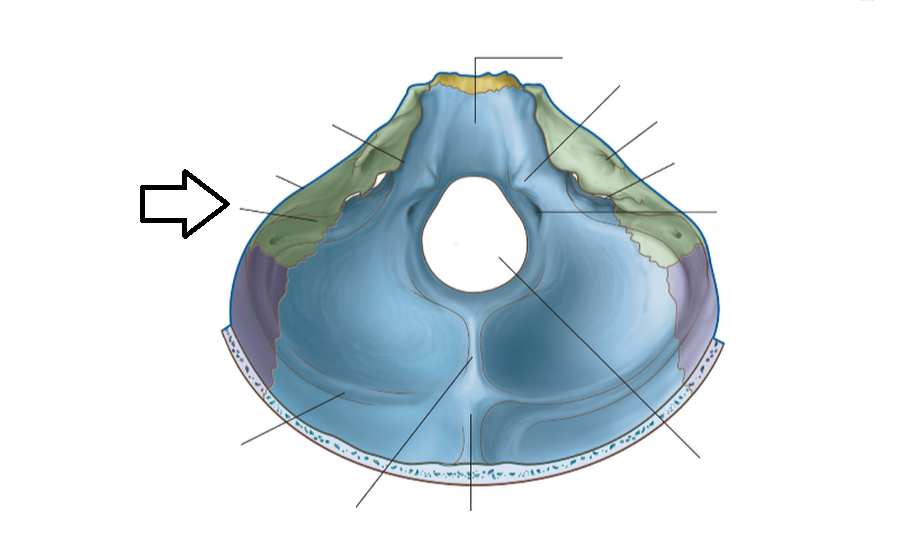 Level 5 401 500 Head and Neck Memrise