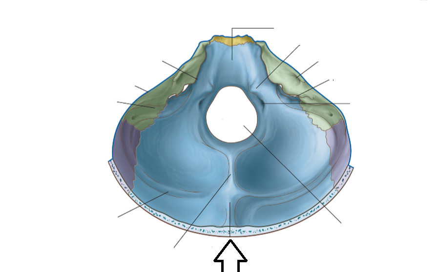 Level 5 - 401 - 500 - Head and Neck - Memrise