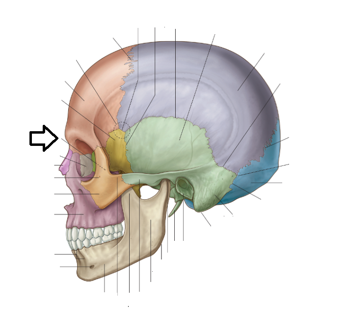 Level 5 - 401 - 500 - Head and Neck - Memrise