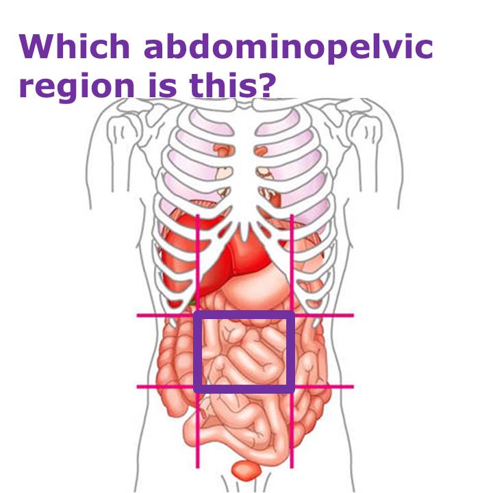 what-organs-are-in-the-umbilical-region-my-xxx-hot-girl