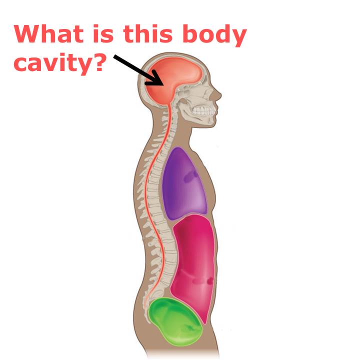 Level 11 - Body Plan Pictures - Human Anatomy I - Memrise