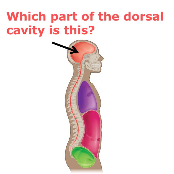 Level 11 - Body Plan Pictures - Human Anatomy I - Memrise