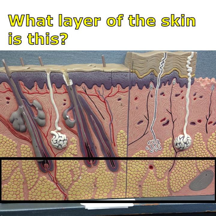 Level 14 Integumentary Model Pictures Human Anatomy I Memrise