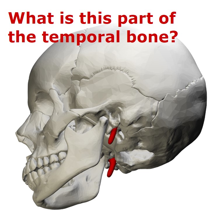 File Styloid Process Of Temporal Bone Lateral Wikimedia 50 OFF