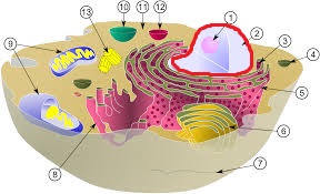 Level 1 - Animal cell - Cell Biology - Memrise