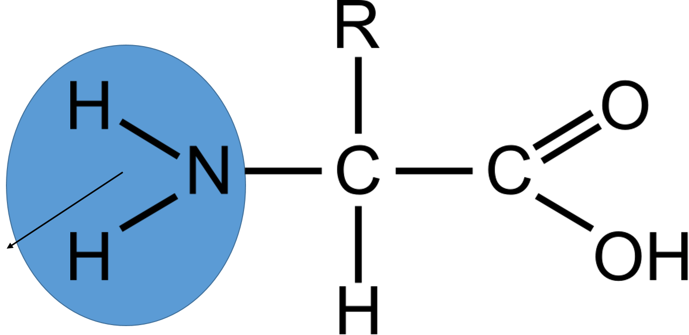 Level 12 - EDEXCEL AS BIOLOGY, - Memrise