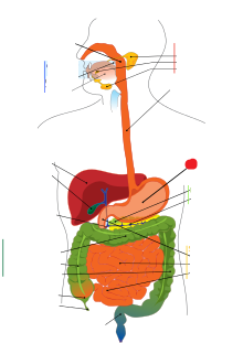 Level 3 - Digestive system - Systems and tissues of the human body