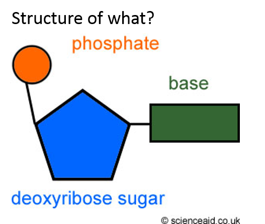 Level 12 - EDEXCEL AS BIOLOGY, - Memrise