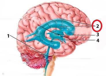 Level 4 - Competency Set 4 - Psychology 253 Brain & Behavior - Memrise