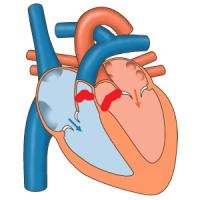 Level 2 - Corazón - (D) Anatomía - Memrise