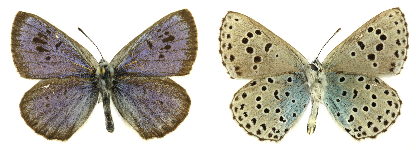 Level 9 Swe Blåvingar Butterflies Of Northern Europe Memrise